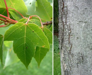 Acer rubrum