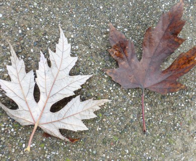 Acer saccharinum