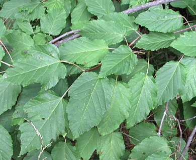 Acer tataricum