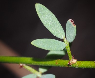 Acmispon glaber