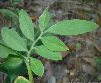 Acmispon grandiflorus