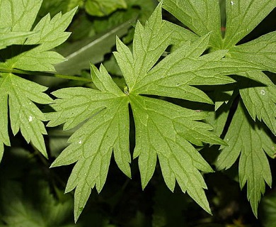 Aconitum columbianum