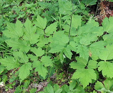 Actaea elata