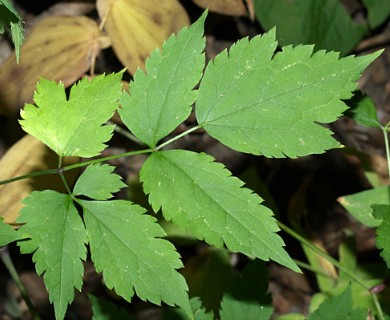 Actaea pachypoda