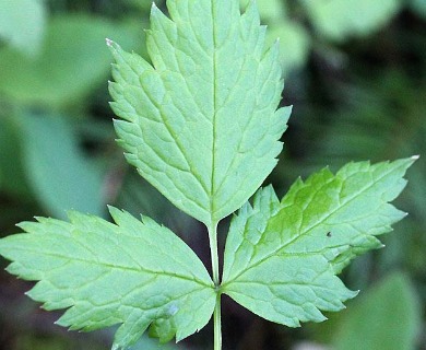 Actaea rubra