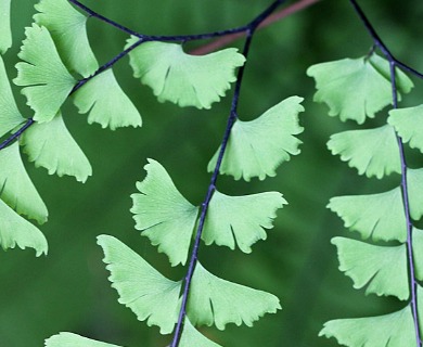 Adiantum aleuticum