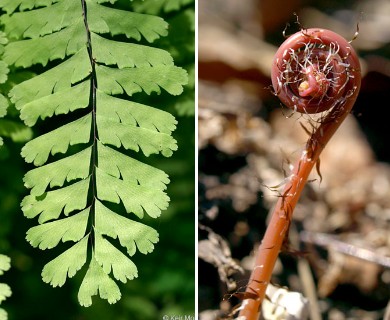 Adiantum pedatum