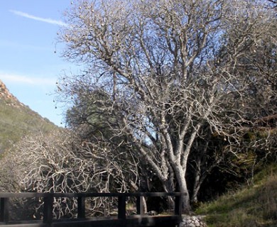 Aesculus californica