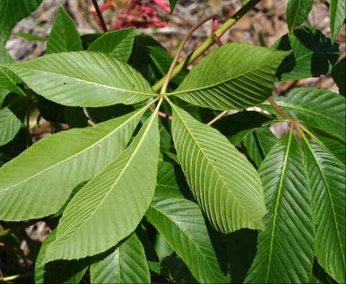 Aesculus pavia