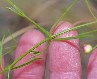 Agalinis edwardsiana