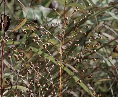 Agalinis skinneriana