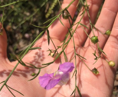 Agalinis strictifolia