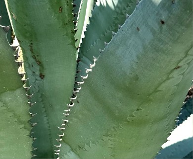Agave aurea