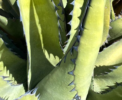 Agave gentryi