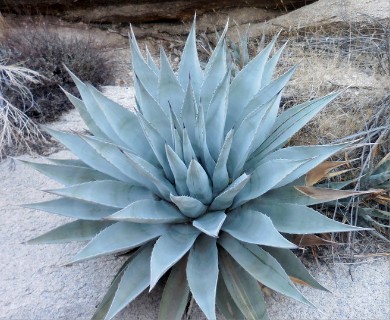 Agave simplex
