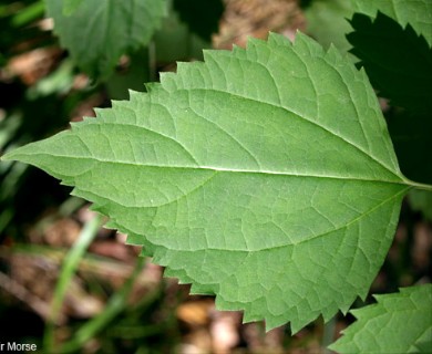 Ageratina altissima