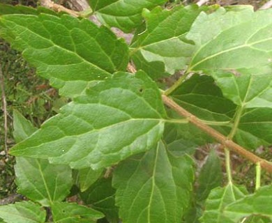 Ageratina havanensis