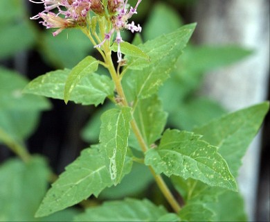 Ageratina occidentalis