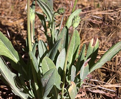 Agoseris aurantiaca