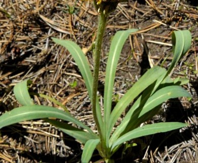 Agoseris glauca