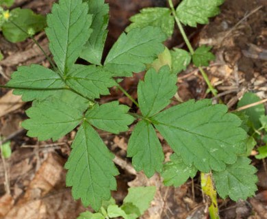 Agrimonia rostellata