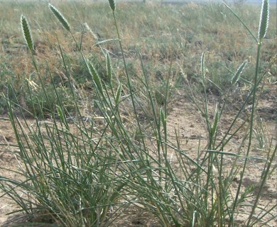 Agropyron desertorum