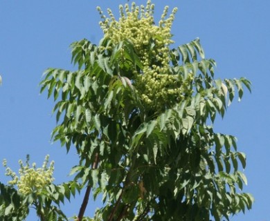 Ailanthus altissima