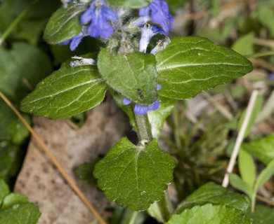 Ajuga reptans