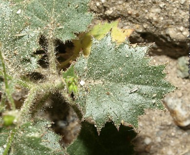 Aliciella latifolia