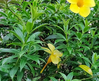 Allamanda cathartica