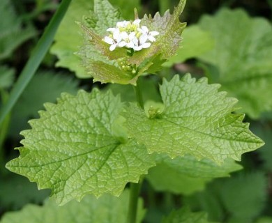 Alliaria petiolata