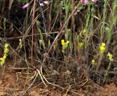 Allium acuminatum