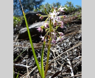 Allium campanulatum