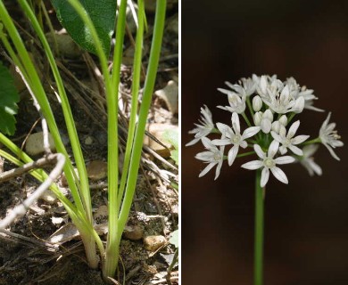 Allium canadense