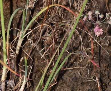 Allium cernuum