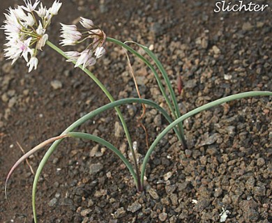 Allium macrum