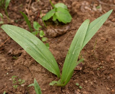 Allium tricoccum