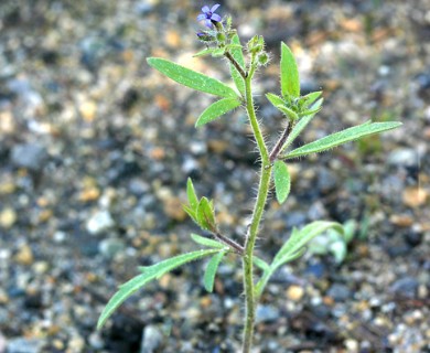 Allophyllum gilioides