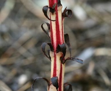 Allotropa virgata