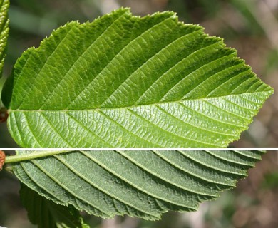 Alnus incana