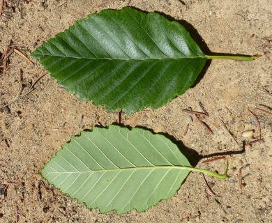 Alnus rubra