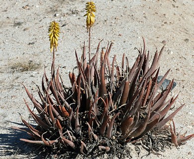 Aloe vera