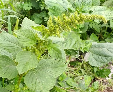 Amaranthus hybridus