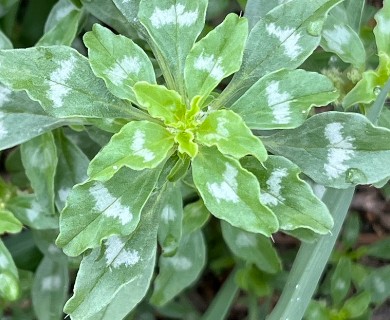 Amaranthus polygonoides