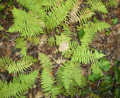 Amauropelta noveboracensis