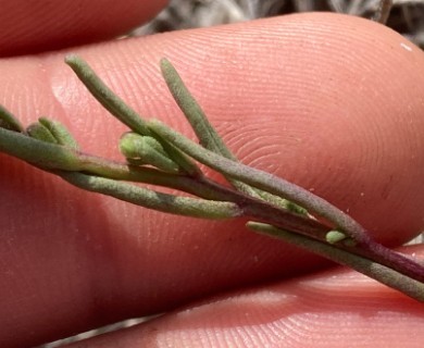 Amblyopappus pusillus