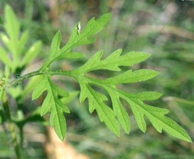 Ambrosia artemisiifolia