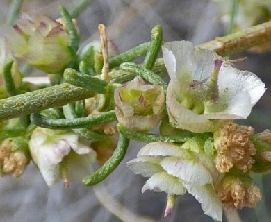 Ambrosia salsola