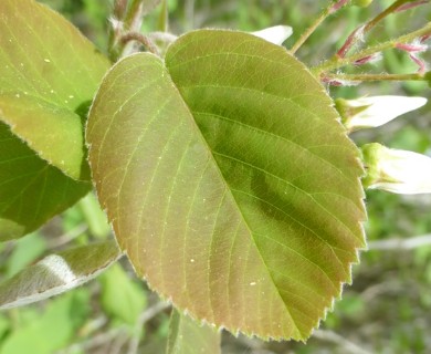 Amelanchier laevis