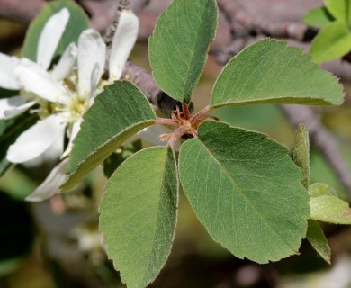 Amelanchier utahensis